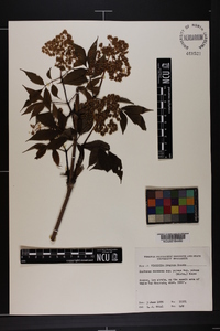 Sambucus racemosa subsp. racemosa image