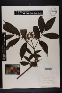 Sambucus racemosa subsp. racemosa image