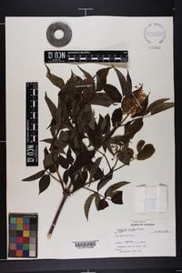 Sambucus racemosa subsp. racemosa image