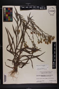 Pityopsis aspera image