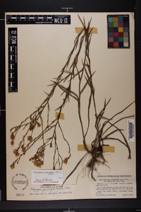 Pityopsis aspera image