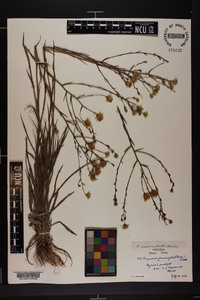 Pityopsis aspera image