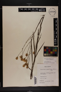 Pityopsis graminifolia image