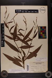 Polygonum setaceum image