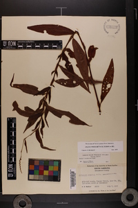 Polygonum setaceum image