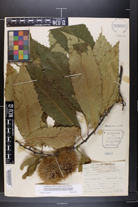 Castanea dentata image