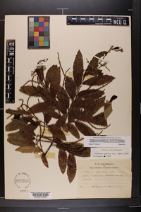 Castanea pumila var. pumila image