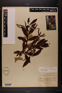 Castanea pumila var. ashei image