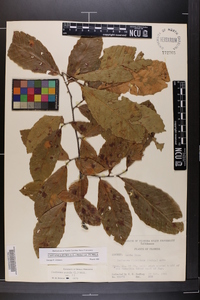 Castanea pumila var. pumila image