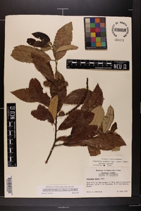 Castanea pumila var. pumila image