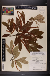 Castanea pumila var. pumila image