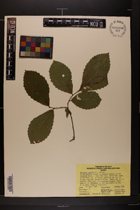 Castanea pumila var. pumila image