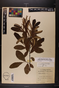 Castanea pumila var. pumila image