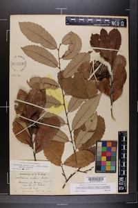 Castanea pumila var. pumila image