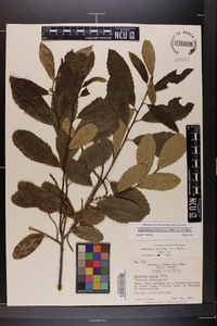 Castanea pumila var. pumila image