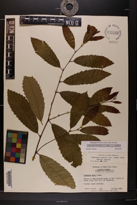 Castanea pumila var. pumila image