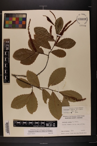 Castanea pumila var. pumila image