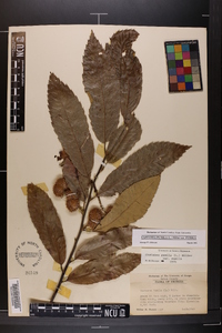 Castanea pumila var. pumila image