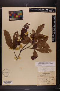 Castanea pumila var. pumila image