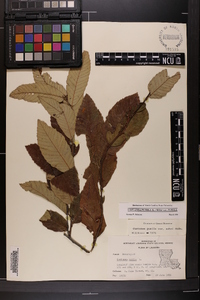 Castanea pumila var. pumila image