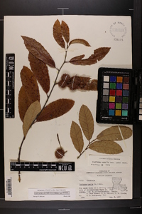 Castanea pumila var. pumila image