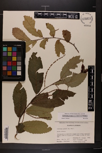 Castanea pumila var. pumila image