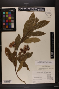 Castanea pumila var. pumila image