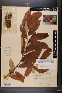 Castanea pumila var. pumila image