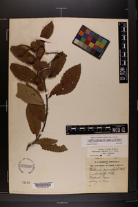 Castanea pumila var. pumila image