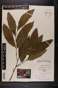 Castanea pumila var. pumila image