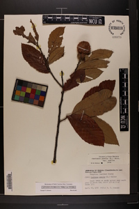 Castanea pumila var. pumila image