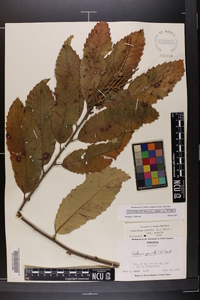 Castanea pumila var. pumila image