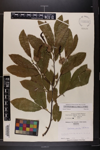 Castanea pumila var. pumila image