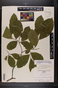 Castanea pumila var. pumila image