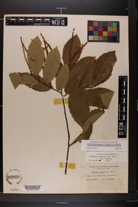 Castanea pumila var. pumila image