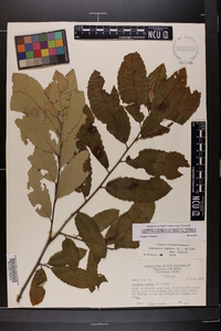 Castanea pumila var. pumila image