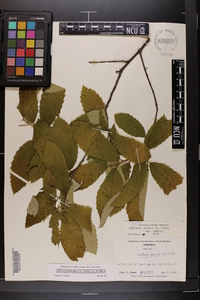 Castanea pumila var. pumila image