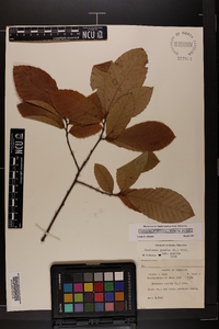 Castanea pumila var. pumila image