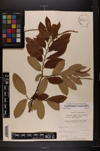 Castanea pumila var. pumila image