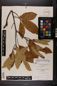 Castanea pumila var. pumila image