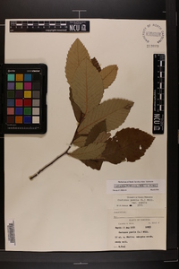 Castanea pumila var. pumila image