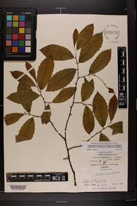 Castanea pumila var. pumila image