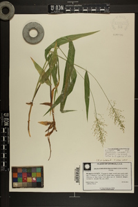 Dichanthelium polyanthes image