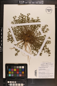 Polypremum procumbens image