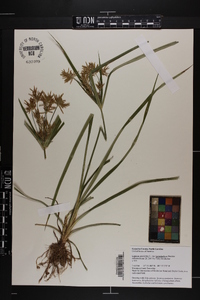 Cyperus esculentus var. leptostachyus image