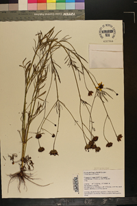 Coreopsis tinctoria var. tinctoria image