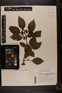 Viburnum lentago image