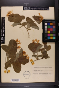 Lonicera flava image