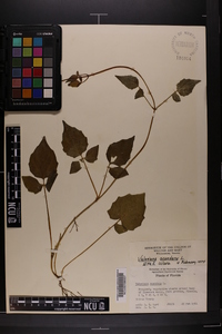 Valeriana scandens image