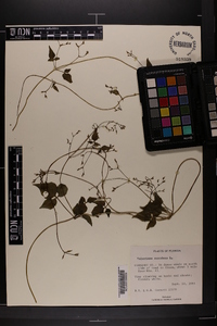 Valeriana scandens image